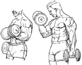 biceps2
